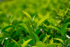 茶葉品牌網(wǎng)站建設能夠促使品牌更好地與消費者建立連接，實現(xiàn)雙贏